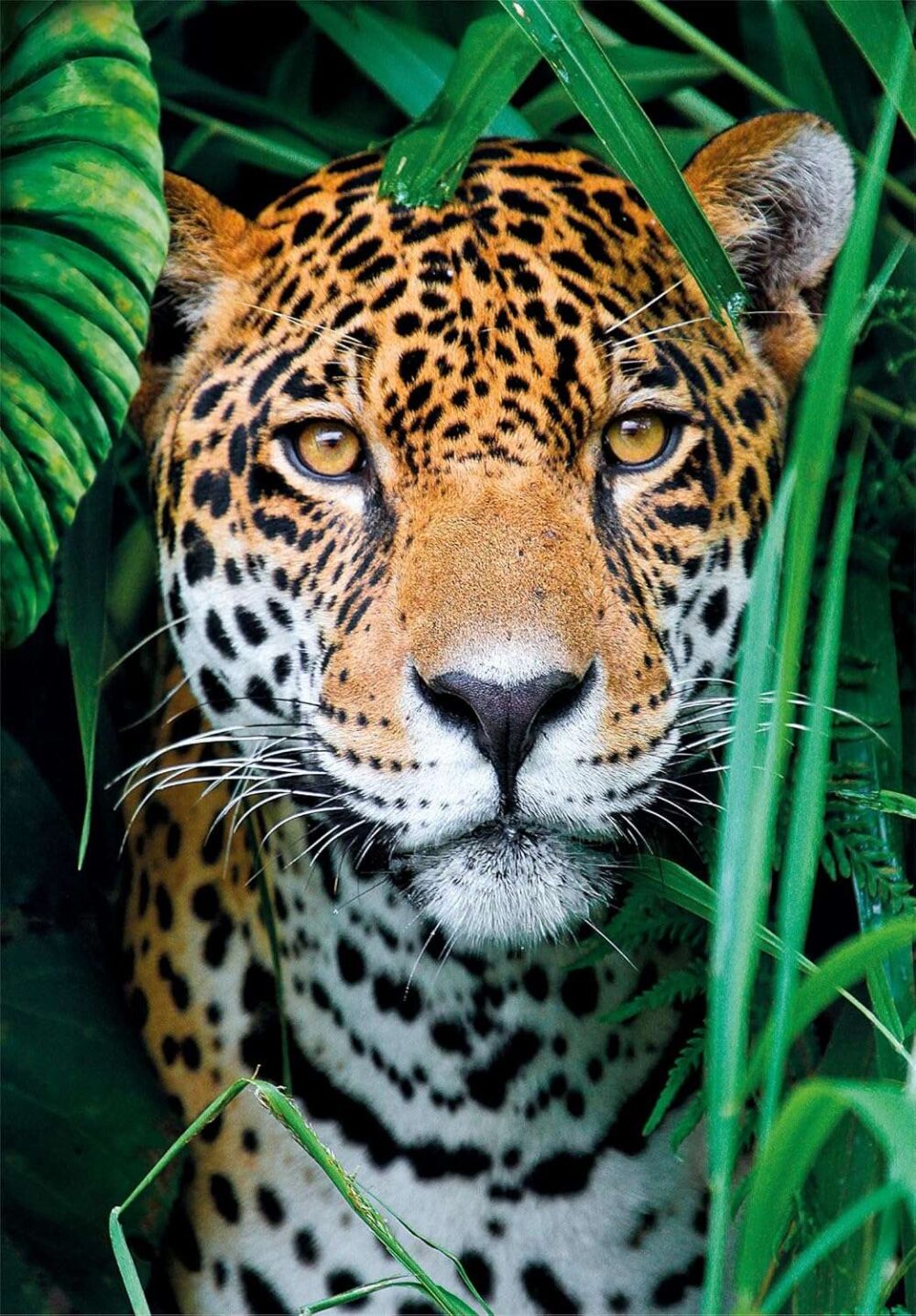Clementoni - Puzzle + Poster - Jaguar in the Jungle - 500 Piece - Image 3