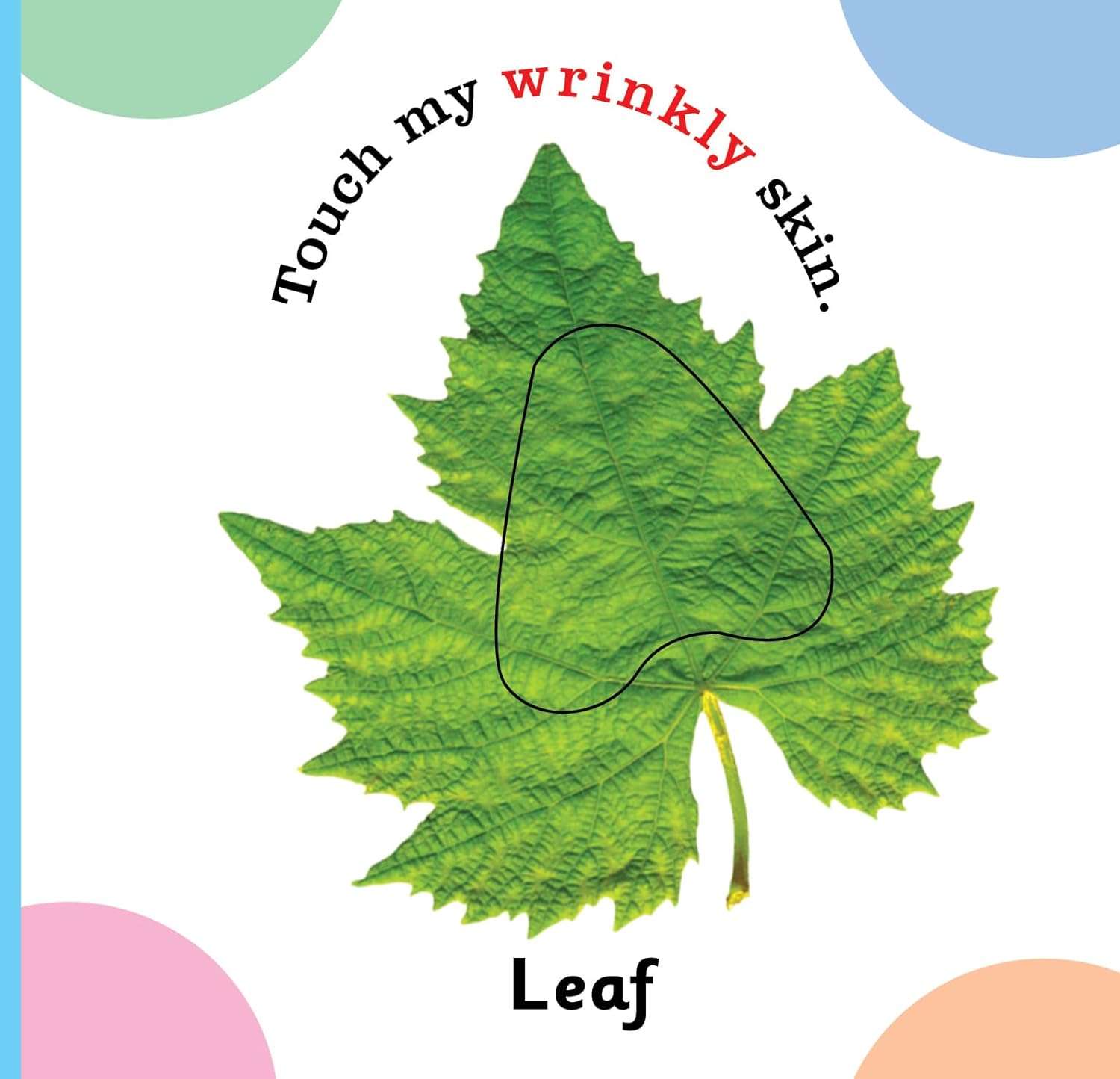 Jolly Kids - Touch and Feel Book: My First Words - Image 9